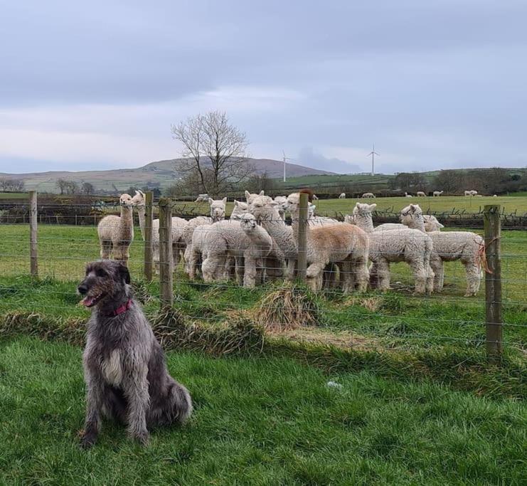 The Alpaca Farmhouse With Hot Tub And Alpaca Experience Included Dromara Εξωτερικό φωτογραφία