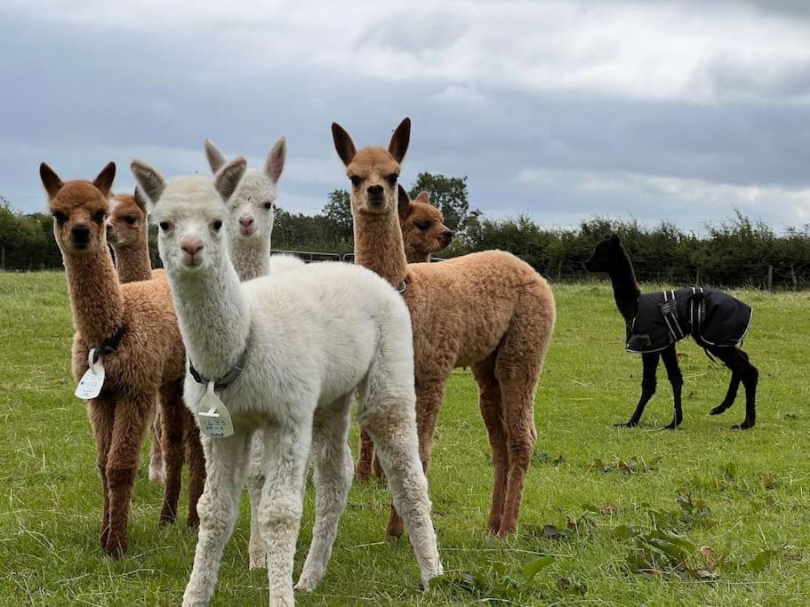 The Alpaca Farmhouse With Hot Tub And Alpaca Experience Included Dromara Εξωτερικό φωτογραφία