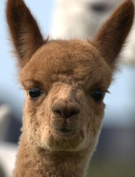 The Alpaca Farmhouse With Hot Tub And Alpaca Experience Included Dromara Εξωτερικό φωτογραφία