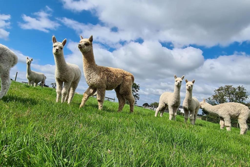 The Alpaca Farmhouse With Hot Tub And Alpaca Experience Included Dromara Εξωτερικό φωτογραφία