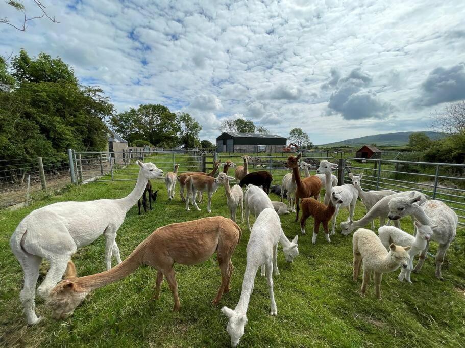 The Alpaca Farmhouse With Hot Tub And Alpaca Experience Included Dromara Εξωτερικό φωτογραφία