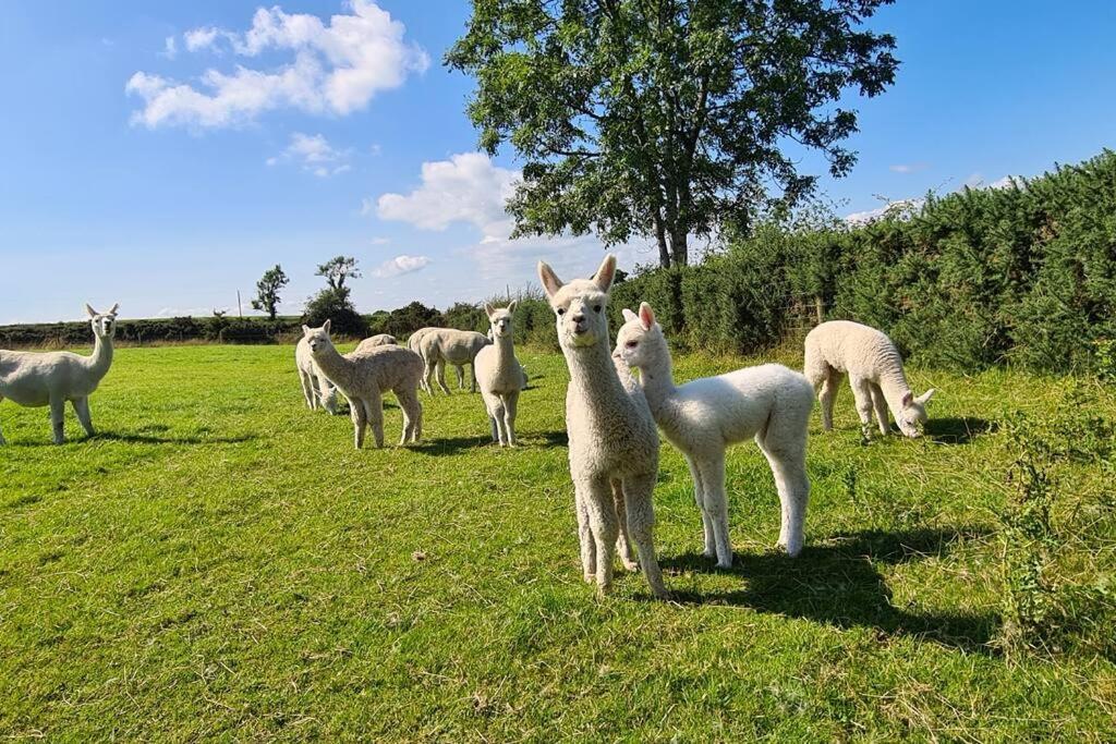 The Alpaca Farmhouse With Hot Tub And Alpaca Experience Included Dromara Εξωτερικό φωτογραφία